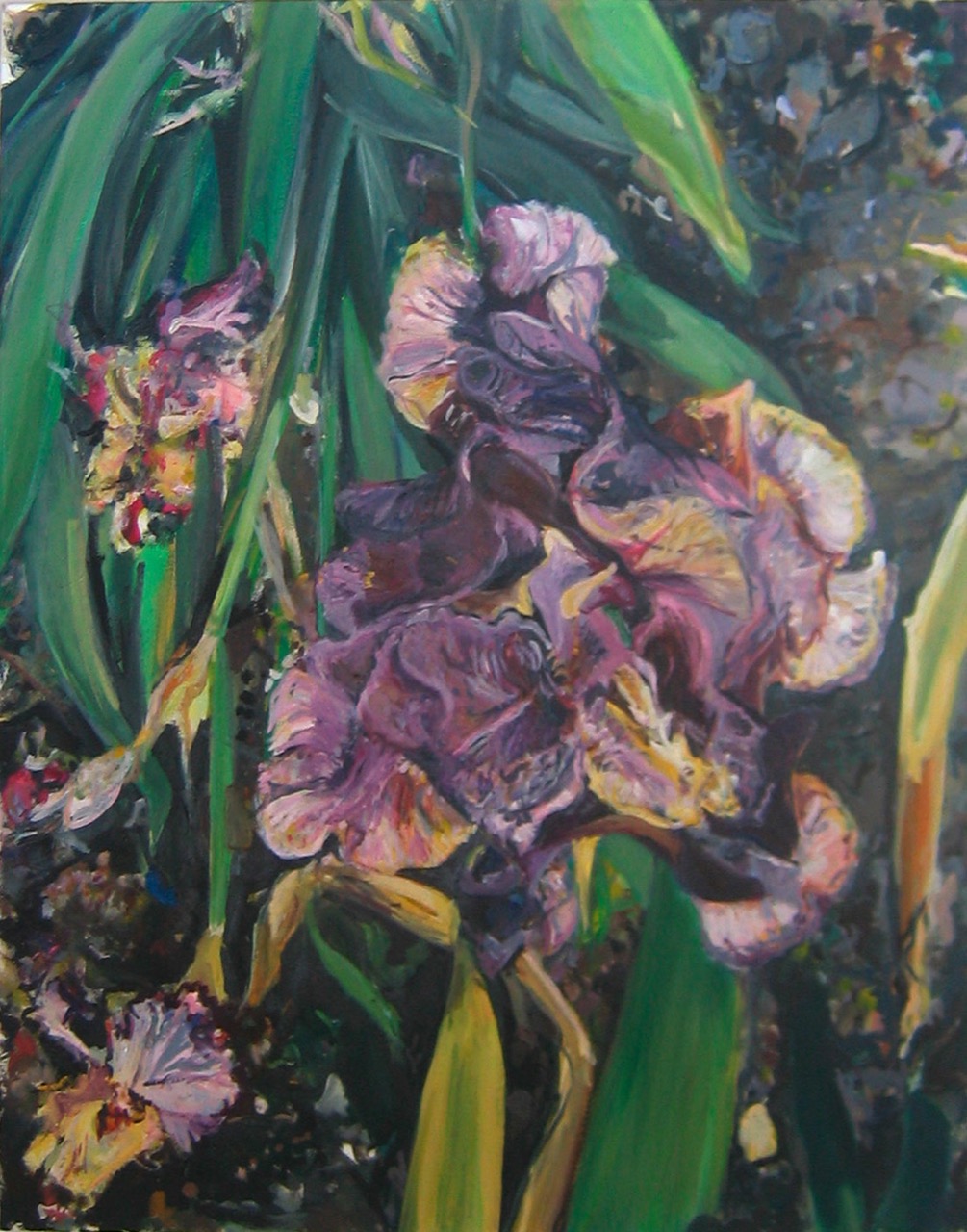 iris couleur 100x81 cm 2004 2 Grande